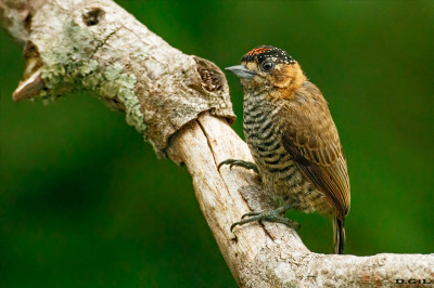 PICAPAUZINHO DE COLEIRA (Picumnus temminckii)